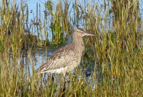 aves de estuario y costa