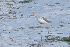 aves de estuario y costa