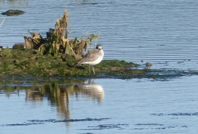 aves de estuario y costa