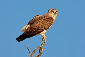 Aves de montaña