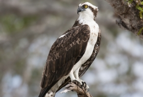 Aves de montaña