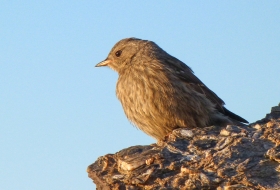 Aves de montaña