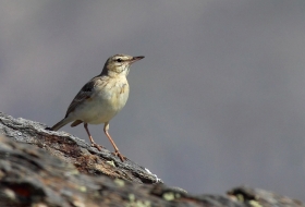 Aves de montaña