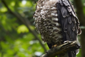 Aves de montaña