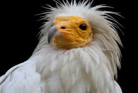 Aves de montaña