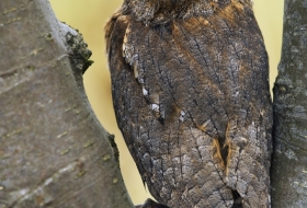 Aves de montaña