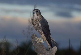 Aves de montaña