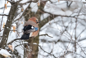 Aves del bosque