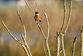 Observación de aves