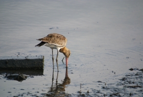 Observación de aves