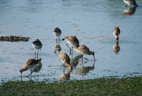 Observación de aves