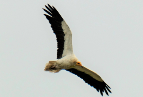 Aves del Monte Coza