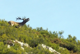 Berrea Liébana