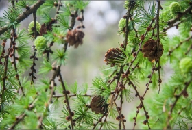 Bosque de Caviedes