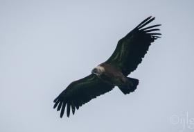 Cascada del Tobazo y su avifauna