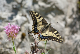 Censo de Mariposas