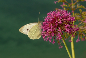 Censo de Mariposas