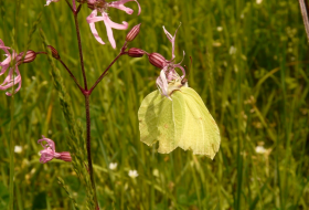 Censo de Mariposas