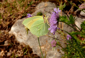 Censo de Mariposas