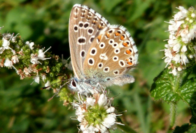 Censo de Mariposas