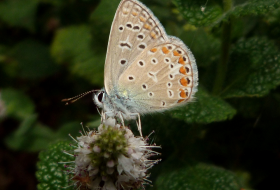 Censo de Mariposas