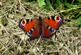 Censo de Mariposas