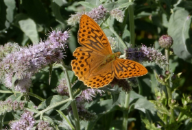 Censo de Mariposas