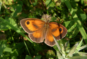 Censo de Mariposas