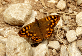 Censo de Mariposas