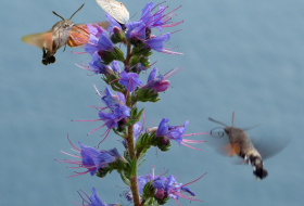 Censo de Mariposas