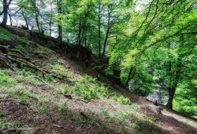 Ruta ecodidáctica: la diversidad forestal de Liébana