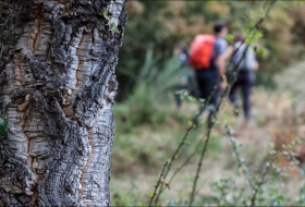 Ruta ecodidáctica: la diversidad forestal de Liébana