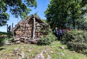 El roble tumbado