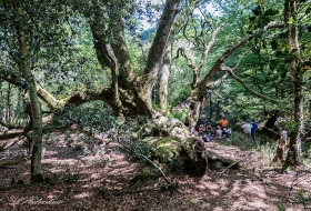 El roble tumbado