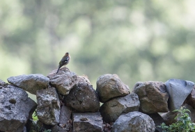 Identificación de aves por Antonio Pérez