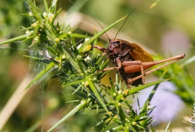 Insectos