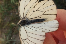 Observación de mariposas