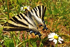 Observación de mariposas