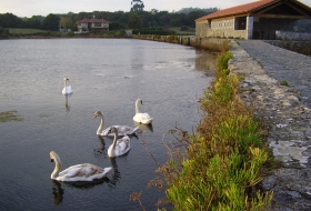 Marisma de Joyel