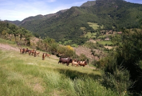 Monte Carielda