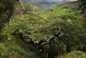 Monte Subiedes