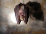 Nocturna: murciélagos de Campoo
