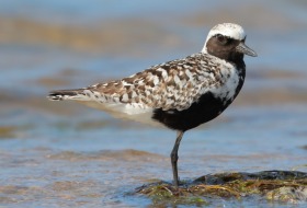 Observación de aves en Colindres