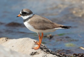 Observación de aves en Colindres