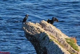 Oyambre Observación de aves