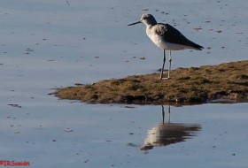 Oyambre Observación de aves