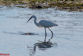 Oyambre Observación de aves