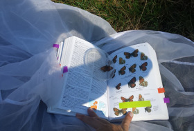 LEPIDOPTEROS-cartel