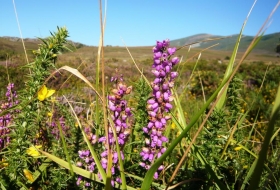 Valle del Camesa