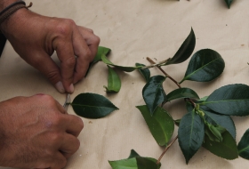 Taller de reproducción de planta